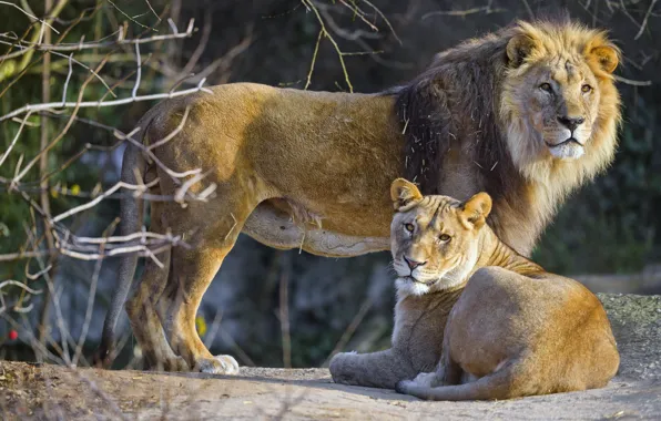 Picture nature, Leo, lioness