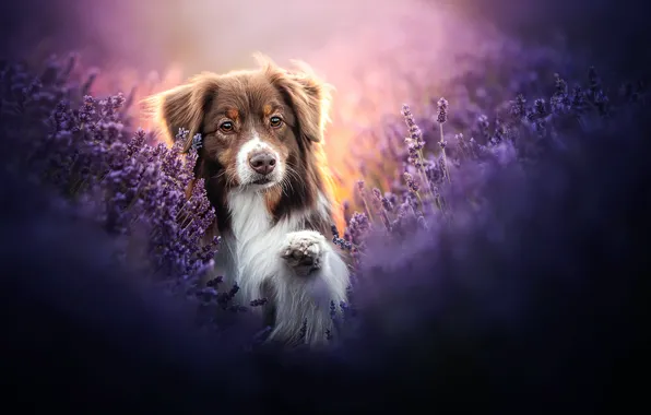Picture face, paw, dog, lavender, Australian shepherd, Aussie