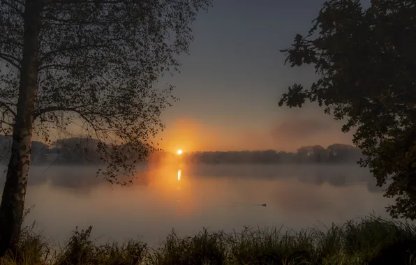 Picture the sun, sunset, fog, lake, dawn, shore, birch, duck