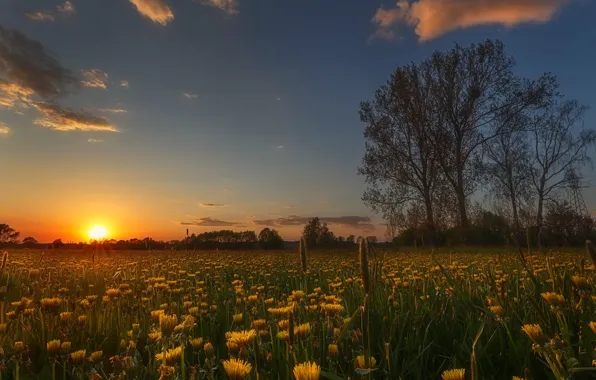 Picture field, the sky, the sun, trees, sunset, flowers, spring, the evening, yellow, meadow, dandelions