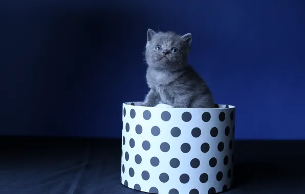 Picture cat, kitty, grey, box, baby, fur, black background, kitty, sitting, blue background, British