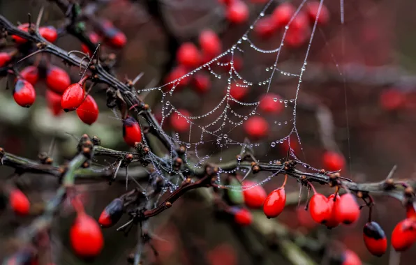 Picture branches, berries, web, bokeh, droplets of water
