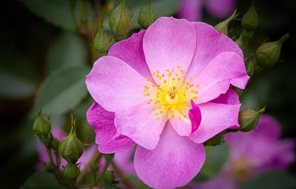 Picture flower, macro, pink, rose, briar, buds