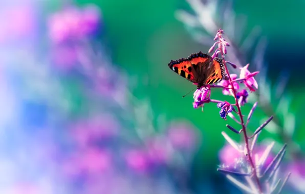 Picture macro, green, lilac, pink, butterfly, insect, bright, blurred background, stem, urticaria