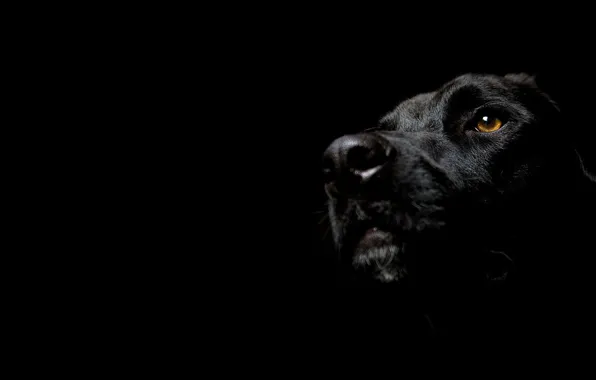 Picture dog, minimalism, black background, muzzle