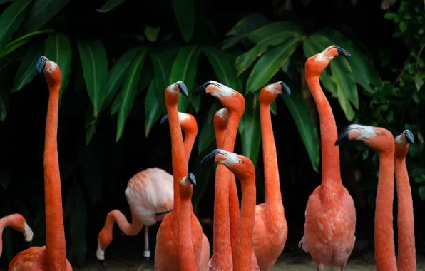 Picture birds, the dark background, pack, Flamingo, a lot, pink flamingos, party