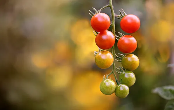 Picture branch, bokeh, cherry, tomatoes