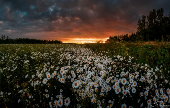 Picture field, the sky, sunset, flowers, chamomile, Juuso Oikarinen