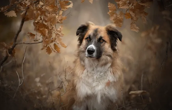 Picture autumn, look, face, leaves, branches, portrait, dog, bokeh, Unto, The Atlas mountain dog