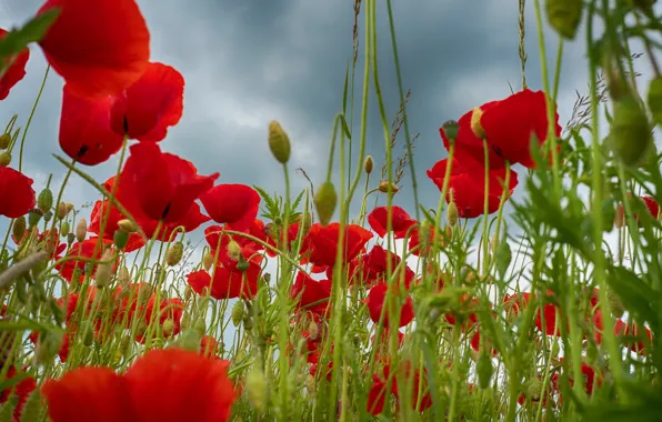 Picture summer, the sky, flowers, clouds, Maki, meadow, red, al, a lot, poppy field