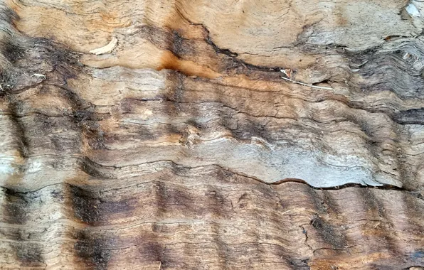 Picture tree, wood, фактура дерева