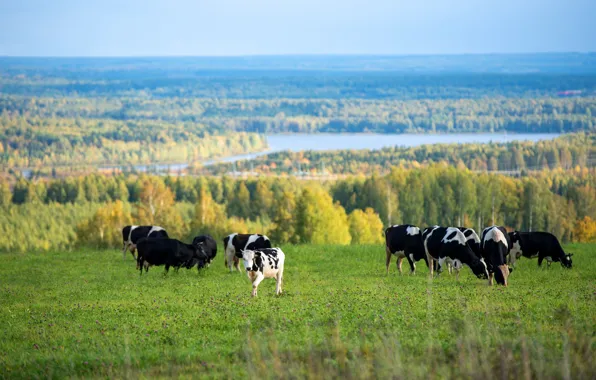 Picture field, autumn, forest, river, cows, pasture, a herd of cows