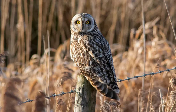 Picture grass, the sun, owl, bird, post, the fence, barbed wire, bokeh, short-eared owl, Short-eared Owl