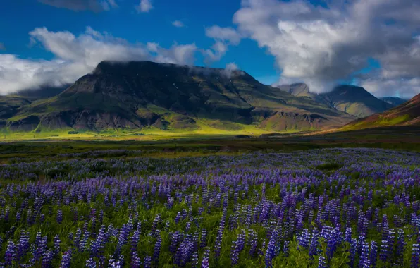 Picture field, summer, the sky, clouds, flowers, mountains, hills, lilac, lupins