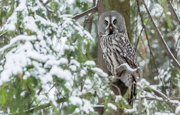 Picture winter, look, snow, branches, nature, owl, bird, needles, owl
