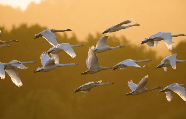 Picture light, flight, birds, wings, pack, white, a lot, geese, the scope, flying