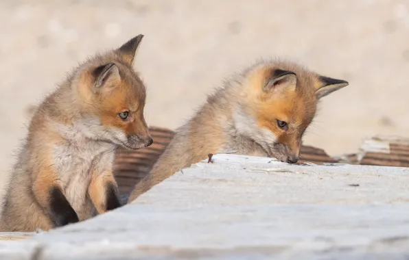 Picture nature, pose, Fox, Fox, face, a couple, Fox, cubs, two Fox