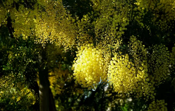Picture light, trees, flowers, branch, spring, yellow, shadows, flowering, Mimosa, hanging