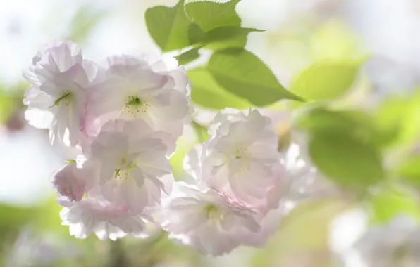 Picture leaves, light, flowers, branch, spring, Sakura, white, flowering, almonds, bokeh