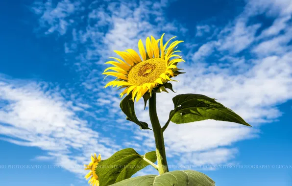 Picture the sky, clouds, sunflower