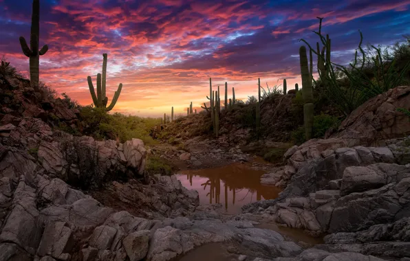 Picture the sky, water, clouds, sunset, stones, cacti