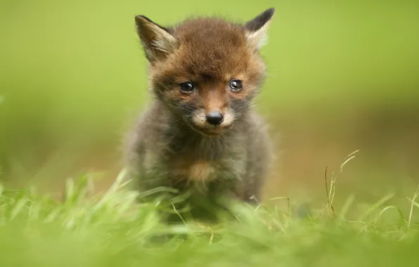 Picture look, blur, baby, Fox, cub, face, Fox