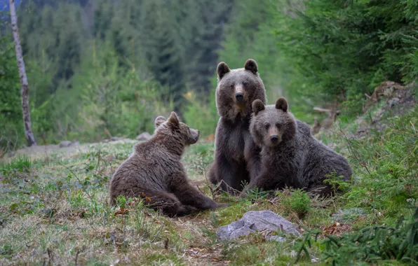 Picture forest, grass, nature, bears, three, bears, trio, bear, the three bears
