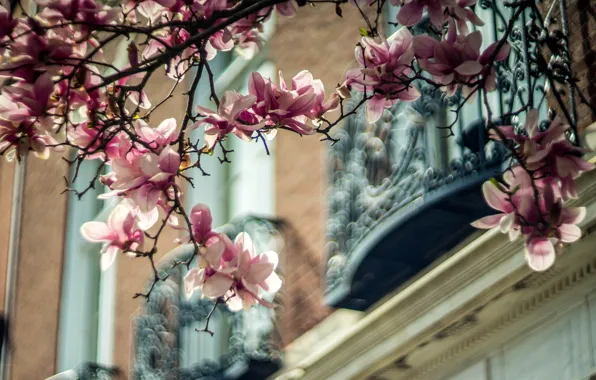 Picture light, flowers, branches, the city, house, mood, blur, spring, flowering, bokeh, Magnolia, balconies