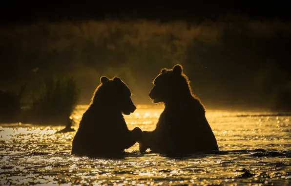 Picture river, morning, bears