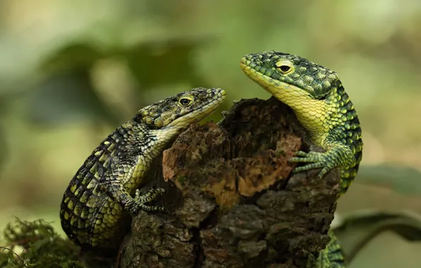 Picture look, pose, background, two, stump, lizard, green, a couple, Duo, bokeh, lizards, reptiles
