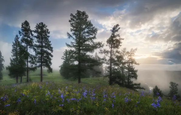 Picture the sky, grass, clouds, trees, flowers, fog, glade, morning, ate, meadow, haze, pine, field, young