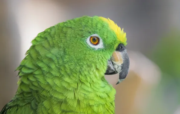 Picture look, green, portrait, parrot
