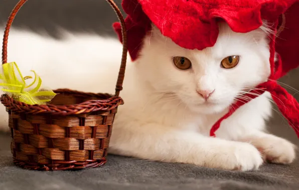 Picture cat, cat, look, face, basket, portrait, costume, white, image, hat, red, kitty, bow, cap, Little …