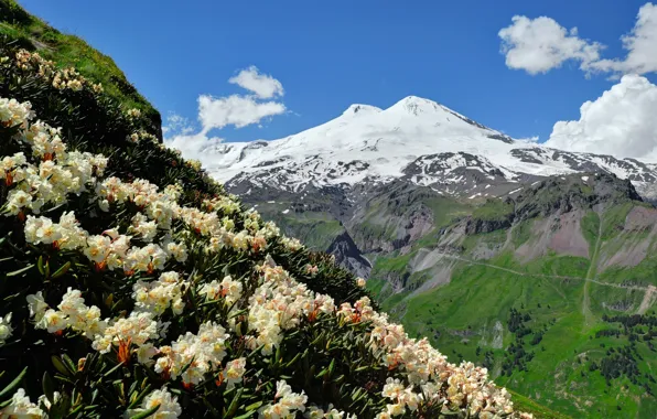 Picture the sky, flowers, mountains, Elbrus