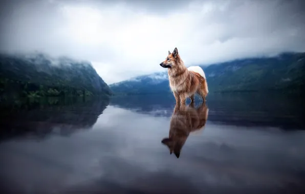 Picture forest, the sky, look, water, clouds, landscape, mountains, fog, lake, reflection, stones, dog, morning, bathing, …