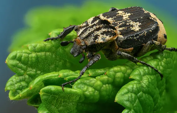 Picture greens, macro, background, black, leaf, beetle, spotted, powerful, nasekomoe