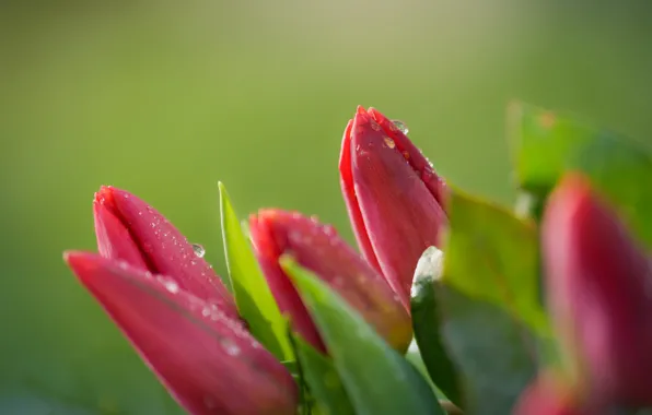 Picture leaves, drops, macro, flowers, bouquet, spring, tulips, pink, buds, green background