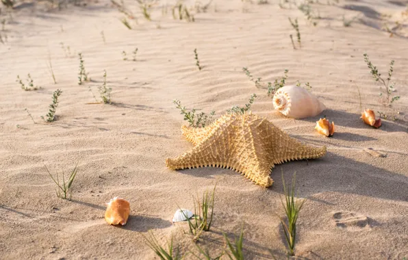 Picture sand, beach, summer, shell, summer, beach, sea, sand, marine, starfish, seashells