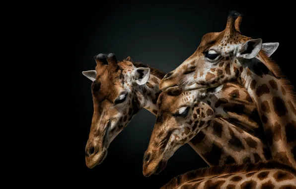 Picture portrait, giraffe, giraffes, black background, trio, muzzle, три жирафа