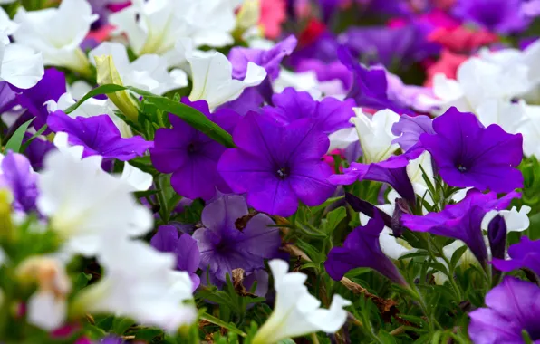 Picture flowers, garden, purple, white, flowerbed, bokeh, petunias