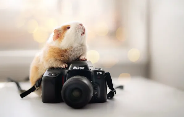 Picture background, the camera, Nikon, Guinea pig, rodent