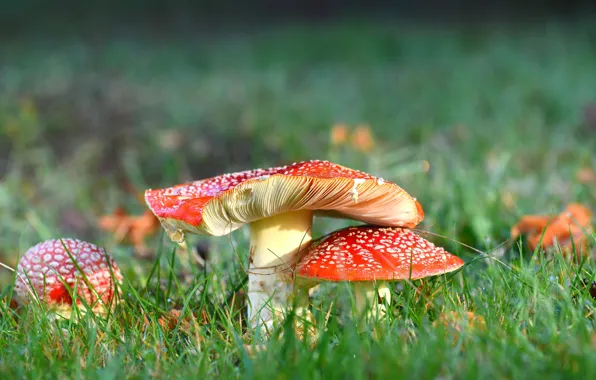 Picture grass, nature, glade, mushrooms, Amanita, a couple, family