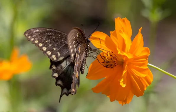 Picture flower, butterfly, kosmeya