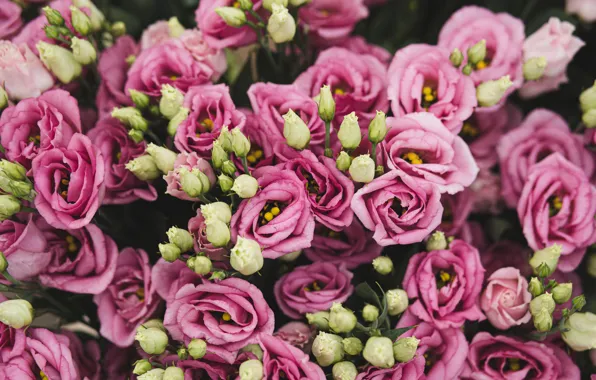 Picture flowers, bouquet, pink, white, buds, a lot, bokeh, eustoma, eustoma