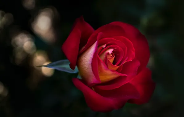Picture flower, the dark background, rose, Bud, red, bokeh