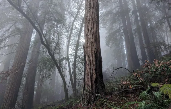 Picture trees, nature, fog, USA, Мьюирский лес