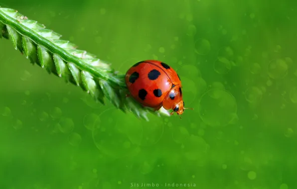 Picture ladybug, bokeh, green background