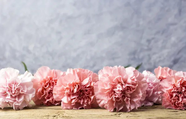 Picture flowers, petals, pink, wood, pink, flowers, beautiful, clove, carnation