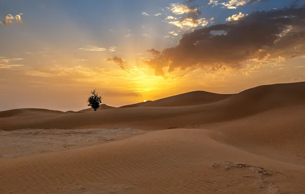 Picture sand, the sun, clouds, tree, hills, desert, dunes