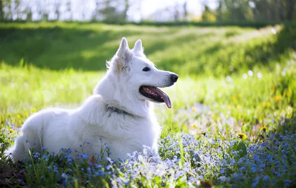 Picture flowers, dog, spring